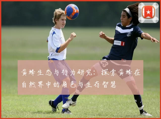 黄蜂生态与行为研究：探索黄蜂在自然界中的角色与生存智慧
